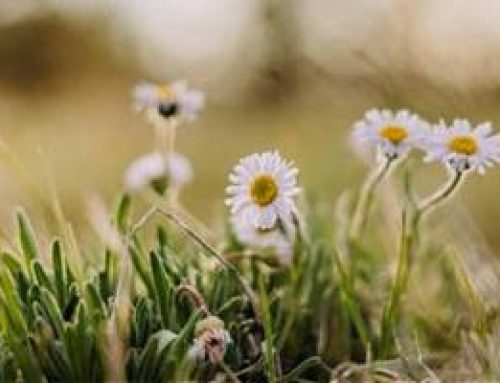 Emotionally Immature Parents