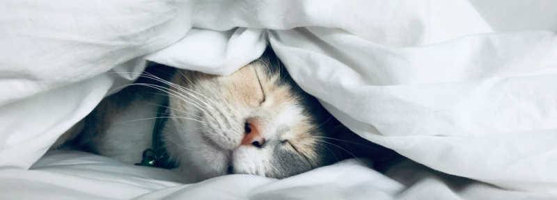 Sleeping cat