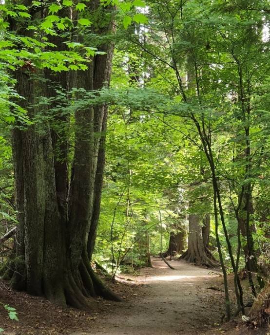 Forest path with trees